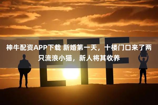 神牛配资APP下载 新婚第一天，十楼门口来了两只流浪小猫，新人将其收养